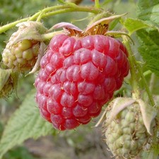 Autumn Happy (R) stachellose Herbsthimbeere Himbeere ohne Dornen große Früchte