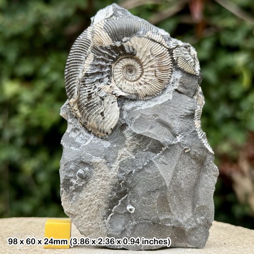 Fossiler ammonit kosmoceras - ammonit,