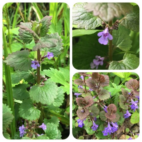 Gundelrebe glechoma hederacea - gundelrebe,