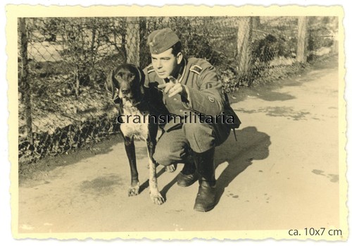 Orig foto batteriehund - foto,