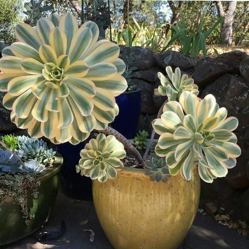 Sale2291 aeonium sunburst - sale2291,