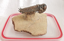 Beautiful Crotalocephalina