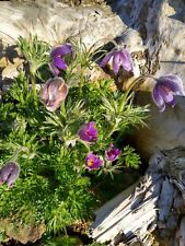Küchenschelle (Pulsatilla vulgaris) Kuhschelle Samen Permakulturhof Steingarten