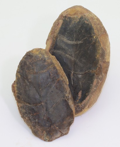 Farn macroneuropteris - farn,,