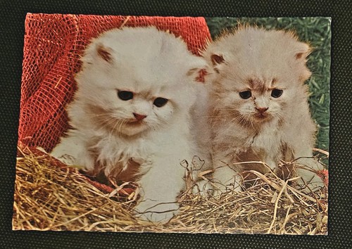 Katzenpostkarte katzen - ak,
