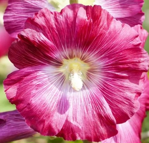 100 samen stockrosen malve - samen,