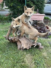 Fuchs Präparat auf Wurzel