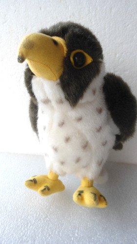Adler vogel raubvogel - adler,