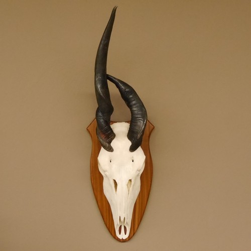 Eland schädeltrophäe abnorm - eland,