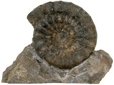 Lias  Standstück mit