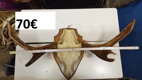 Geweih vom elch - elch, schweden