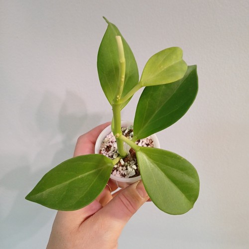 Hoya pachyclada cutting - cutting,