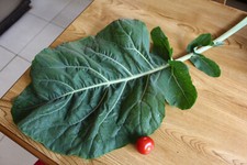 Portugiesischer Grünkohl Samen - Video enthalten - mehrjährige Nahrungspflanze