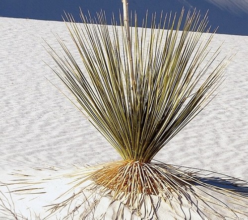 Yucca elata samen - elata, 10