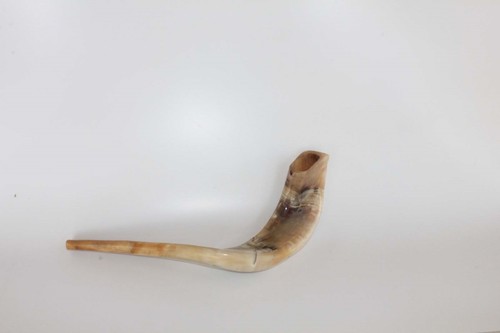 Ram widder horn shofar - ram,