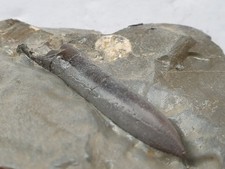 Parapassaloteuthis brevis in situ - Lias delta - Unterstürmig - Rarität-Belemnit