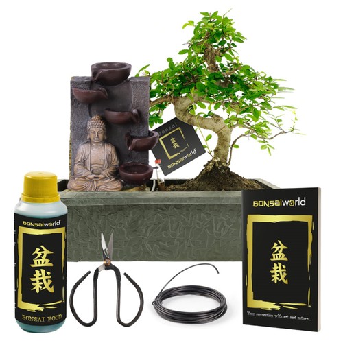 Bonsai baum form buddha - baum,