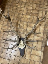 Hirschgeweih das an einer Holzplatte befestigt ist.