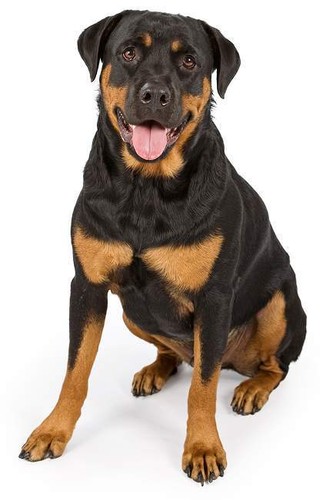 Hunde aufkleber sticker - hunde,