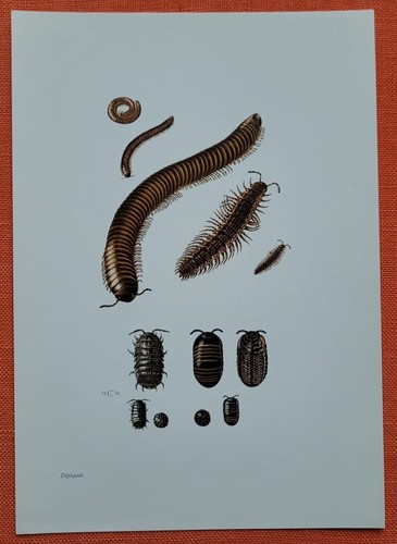 Tausendfüßler doppelfüßler - tausendfüßler,