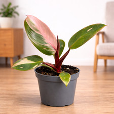 Philodendron Pink Princess
