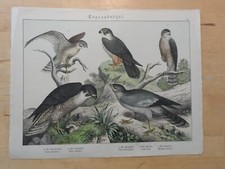 Orig.(1886,Schubert)