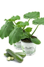 Enseleits 2er Set Zucchini