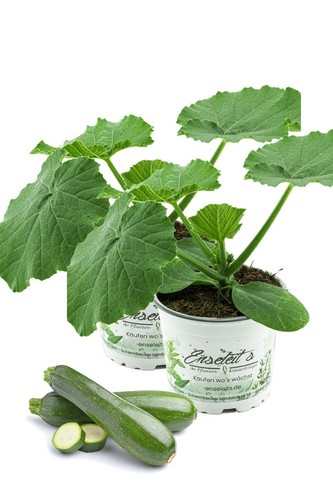 Enseleits 2er set zucchini - 2er,