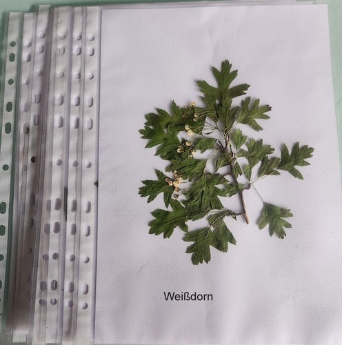 Heilpflanzen für herbarium - für,