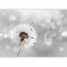 Pusteblume natur glanz - natur,