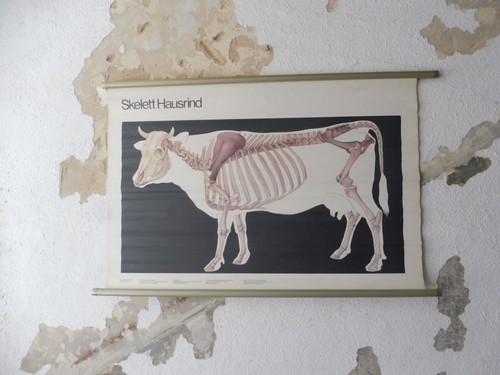 Alte rollkarte schulwandtafel - alte,