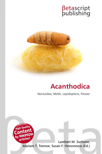 Acanthodica noctuidae moth - acanthodica, noctuidae,