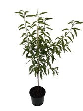Pfälzer Fruchtmandel Mandelbaum Süßmandel Buschbaum 120-140 cm