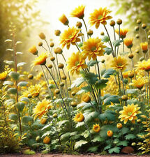 Margeriten 'Gloria' goldorange – Samen für farbenfrohe Blütenpracht