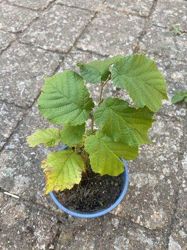 Hasel corylus avellana - hasel, pflanze