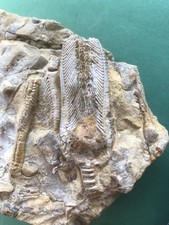 Seelilienkrone aufgebrochen