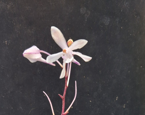 Vanda falcata phalaenopsis - falcata,