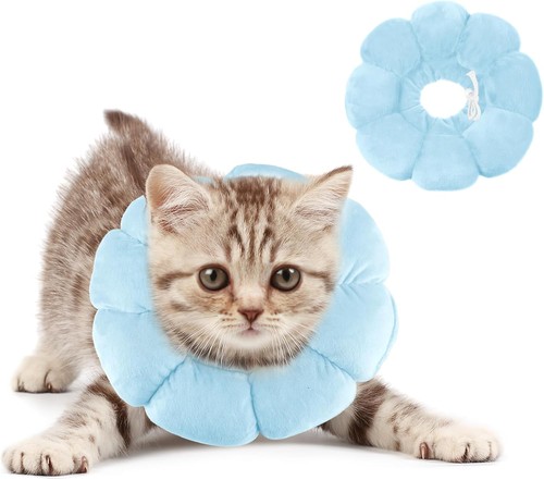 Halskrause katze hund - katze,