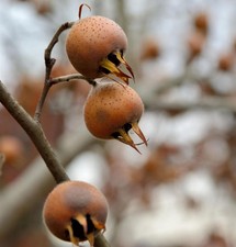 Mispel 100 125cm mespilus - 100-125cm,
