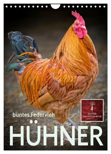 Hühner buntes federvieh - buntes,