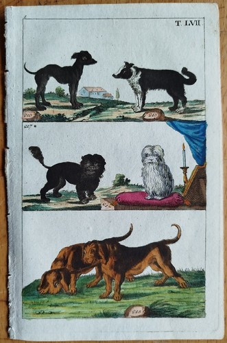 Hunde wilhelm - (b),