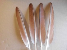 4 rotbraune  Pfauenfedern ,  32 cm  lang, Hüte, Mittelalter