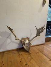 Hirsch Schädel + Geweih 12 Ender