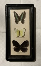 Schmetterlinge Graphium