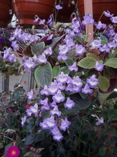 Eucodonia Maike, Niphea oblonga, Seemannia gymostoma - Generien