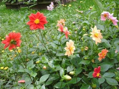 Dahlien bunter mix samen - bunter, 30