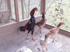 10 keine Bruteier Shamo