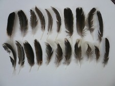 Basteln Hobby  Federn Bastelfedern Vogelfedern Hühnerfedern midi grau-braun-weiß