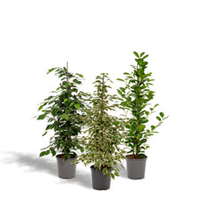 Feigen Set Ficus Benjamina