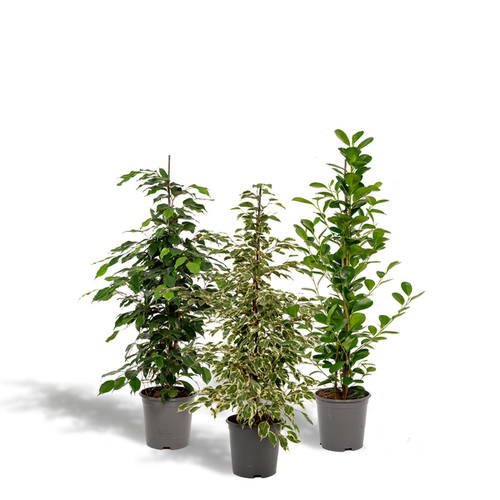 Feigen set ficus benjamina - set,